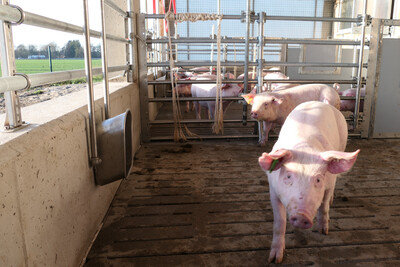 Ferkel im Au&szlig;enklimastall der LWK-Versuchsstation f&uuml;r Schweinehaltung in Wehnen.