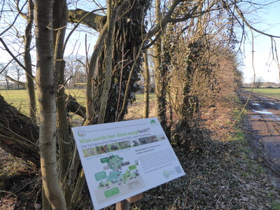 Gepflegte Hecke BINGO - © Bernd Eilers Gepflegte Hecke BINGO