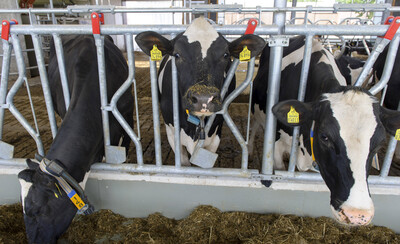 K&uuml;he im Fressgitter