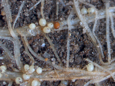 Weibchen (weiß) und Zyste (braun) des Weißen Kartoffelnematoden - © Dr. Stefan Krüssel Weibchen (weiß) und Zyste (braun) des Weißen Kartoffelnematoden