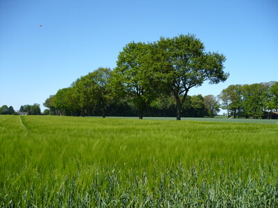 Gerste - © Linda Bauer Gerste