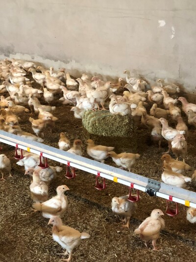 Beschäftigungsmaterial im Aufzuchtstall