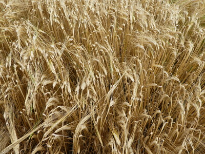 Sommergerste RGT Planet - © Eric Preuß Sommergerste RGT Planet