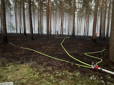 Verbrannte Waldfläche - © Wilfried v. Bostel Verbrannte Waldfläche