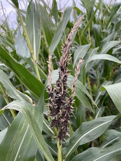 Maiskopfbrand an der Rispe - © Karl-Gerd Harms Maiskopfbrand an der Rispe