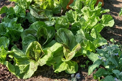 Ein Gem&uuml;sebeet mit dicht gepflanztem Salat und anderen Pflanzen in einem sonnigen Garten.