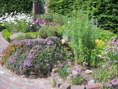 Kräuter und Stauden