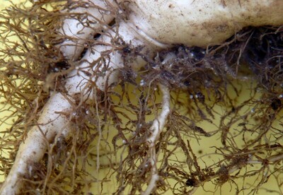 Zuckerrübenwurzel mit Zysten von Heterodera schachtii - © Hermann Warnecke Zuckerrübenwurzel mit Zysten von Heterodera schachtii