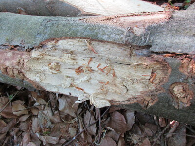 Die maschinelle Aufarbeitung durch einen Harvester hat Spuren hinterlassen.