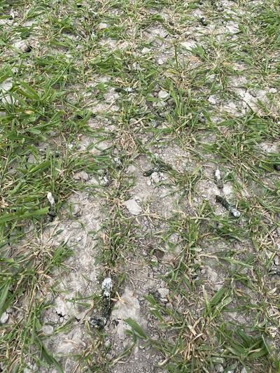 Gänsefraßschäden auf Acker - © Wiebke Hoting Gänsefraßschäden auf Acker