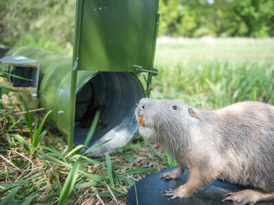 Ausgestopfte Nutria vor einer der 750 Lebendfallen der LWK. Allein mit diesen Fangger&auml;ten sind im Jagdjahr 2021/22 4.880 Tiere gestellt worden (2020/21: 5.052).