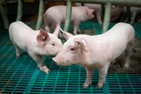 Ferkel in einem Betrieb mit konventioneller Haltung.