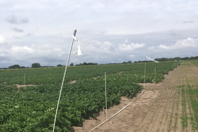 Kartoffelversuche - © Lüder Cordes /media/media/7E287D54-0EEC-E74D-8A9F7E335B2F70D5.JPG