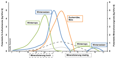 Mineralisierung und Nährstoffaufnahme - © Caroline Benecke Mineralisierung und Nährstoffaufnahme