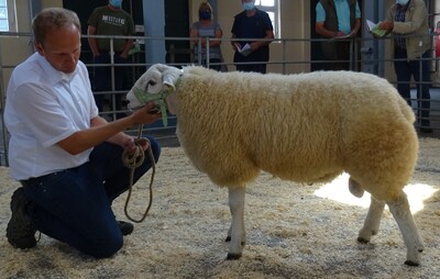 Der Texelz&uuml;chter Bremer aus Balge pr&auml;sentierte in Cloppenburg den Sieger und den Reservesieger bei den Lammb&ouml;cken.