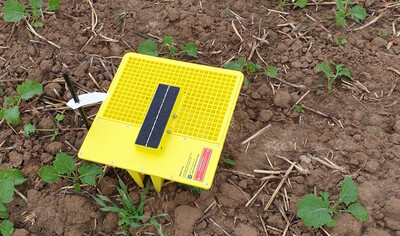 Spezielle Gelbfangschalen auf dem Rapsfeld können über integrierte, hochauflösende Kameras die gefangenen Insekten fotografieren und mittels KI die Arten analysieren. Über eine App kann aus der Ferne der Zuflug kontrolliert werden.