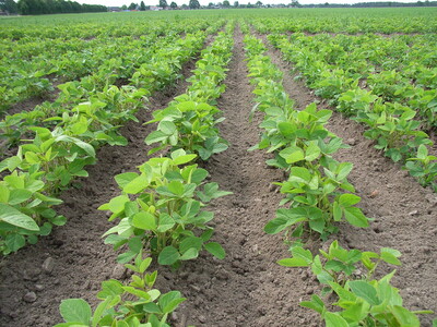 Sortenversuch Öko-Sojabohnen - © Markus Mücke - © Markus Mücke Sortenversuch Öko-Sojabohnen