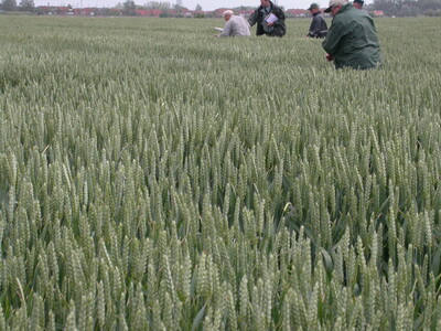 Menschen in einem Winterweizenfeld