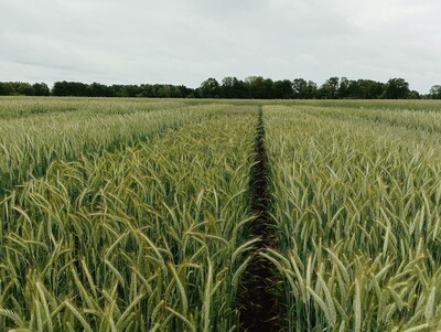 LSV Wintertriticale - © Anne-Kathrin Bartsch LSV Wintertriticale