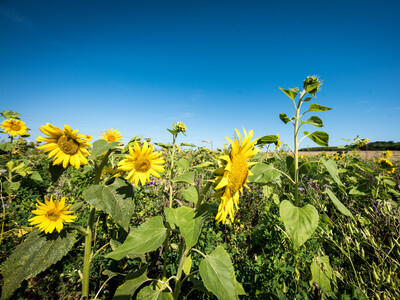 Vorstellung einer Fläche speziell für den Rebhuhnschutz nahe des Wolfenbütteler Ortsteils Leinde. Derartige Projekte werden im Zuge des Natur- und Artenschutzbündnisses „Der Niedersächsische Weg“ vermehrt umgesetzt. - © Wolfgang Ehrecke Vorstellung einer Fläche speziell für den Rebhuhnschutz nahe des Wolfenbütteler Ortsteils Leinde. Derartige Projekte werden im Zuge des Natur- und Artenschutzbündnisses „Der Niedersächsische Weg“ vermehrt umgesetzt.