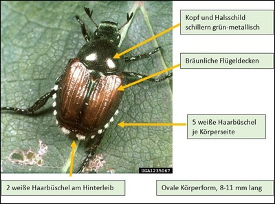 Japankäfermerkmale