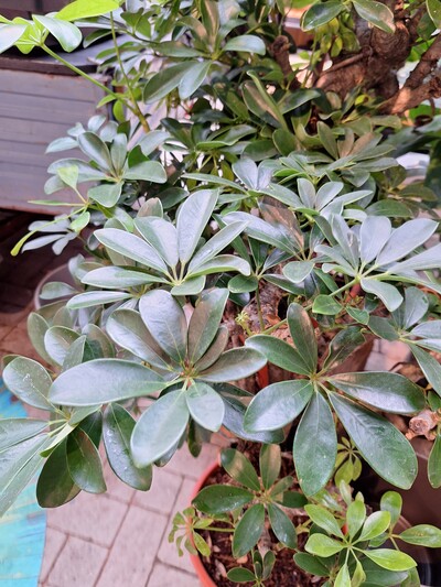Schefflera - © Almut Eilers Schefflera