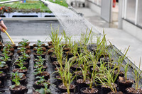 Ausbildung im Zierpflanzenbau