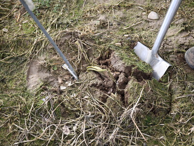 Spaten - © LWK Niedersachsen Spaten