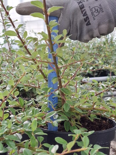 Messung der Trieblänge bei Cotoneaster dammeri ꞌCoral Beautyꞌ - © Maren Hantelmann Messung der Trieblänge
