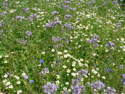 Blühstreifen - © Nora Kretzschmar Blühstreifen