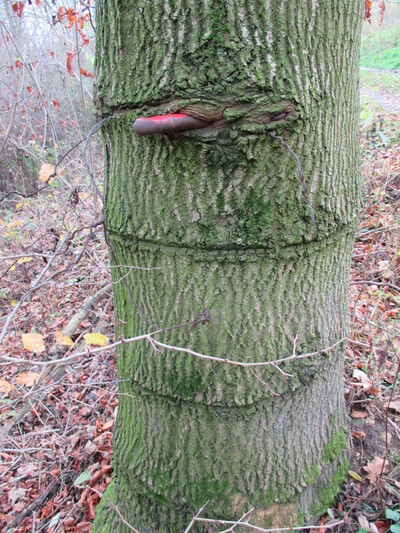 Metallstück im Baum
