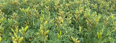 - © Wiebke Schlich Blaue Lupine