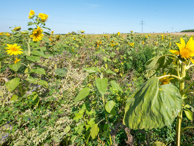 Vorstellung einer Fläche speziell für den Rebhuhnschutz nahe des Wolfenbütteler Ortsteils Leinde. Derartige Projekte werden im Zuge des Natur- und Artenschutzbündnisses „Der Niedersächsische Weg“ vermehrt umgesetzt. - © Wolfgang Ehrecke Vorstellung einer Fläche speziell für den Rebhuhnschutz nahe des Wolfenbütteler Ortsteils Leinde. Derartige Projekte werden im Zuge des Natur- und Artenschutzbündnisses „Der Niedersächsische Weg“ vermehrt umgesetzt.