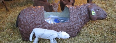 - © Tabea Tenninger / Stiftung Tierärztliche Hochschule Hannover Geburtssimulator Schaf