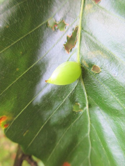 Buchengallm&uuml;cke