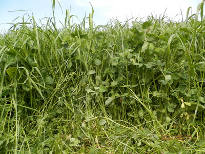 Ackerfutterbau - © Dr. Christine Kalzendorf Ackerfutterbau