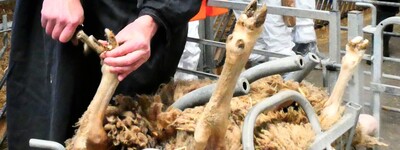 Klauenpflege beim Schaf