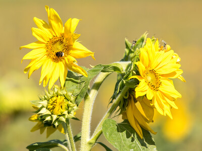 Vorstellung einer Fläche speziell für den Rebhuhnschutz nahe des Wolfenbütteler Ortsteils Leinde. Derartige Projekte werden im Zuge des Natur- und Artenschutzbündnisses „Der Niedersächsische Weg“ vermehrt umgesetzt. - © Wolfgang Ehrecke Vorstellung einer Fläche speziell für den Rebhuhnschutz nahe des Wolfenbütteler Ortsteils Leinde. Derartige Projekte werden im Zuge des Natur- und Artenschutzbündnisses „Der Niedersächsische Weg“ vermehrt umgesetzt.