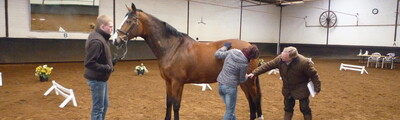 Beurteilung eines Pferdes in der Halle