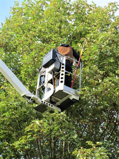 Ernte des wertvollen Saatguts per Hubsteiger. - © Dieter Scholz Saatguternte mit Hubsteiger