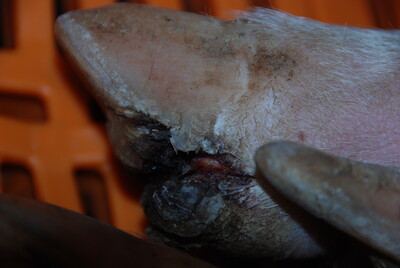 Klauenverletzung beim Schwein - © Frederike Sürie Klauenverletzung beim Schwein