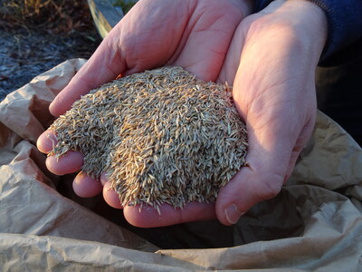 Rasenanlage mit Saatgut - © Nadja Krause Rasensaatgut