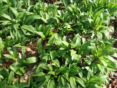 Bärlauch - © Ingelore Borth Bärlauch