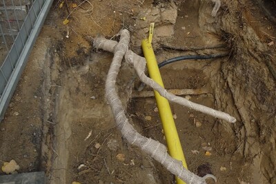 Baumwurzelschutz bei einer Bauma&szlig;nahme