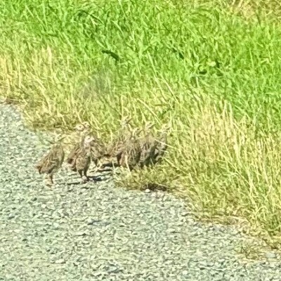 Rebhuhnkette nahe einer Fläche speziell für den Rebhuhnschutz bei Wolfenbüttel-Leinde. - © Carsten Grupe Rebhuhnkette nahe einer Fläche speziell für den Rebhuhnschutz bei Wolfenbüttel-Leinde.