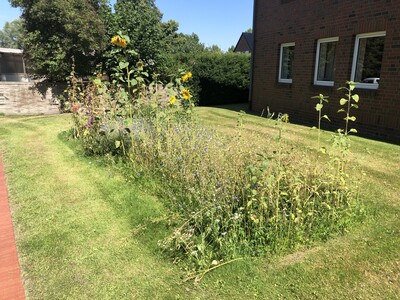Im neu einges&auml;ten, mehrj&auml;hrigen Wiesenbl&uuml;hstreifen sind auch noch Arten der im letzten Jahr verwendeten, einj&auml;hrigen Mischung gekeimt.