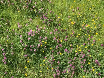 Bestimmung von Kennarten