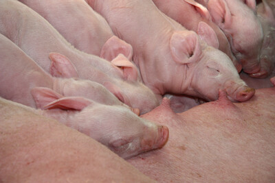 Sau mit Ferkel - © Joachim Schulz - © Joachim Schulz Sau mit Ferkel