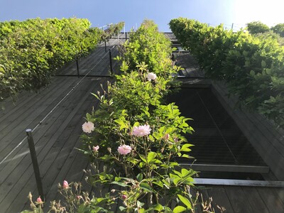 Ramblerrose – blühende Schönheit an einer Hauswand