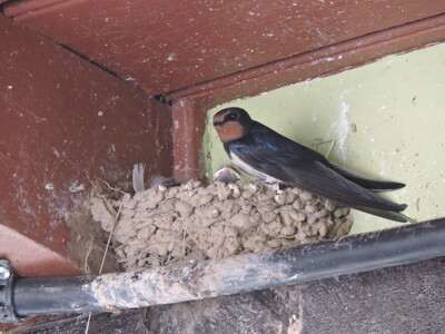 Rauchschwalbe im Nest - © Nora Kretzschmar Rauchschwalbe im Nest